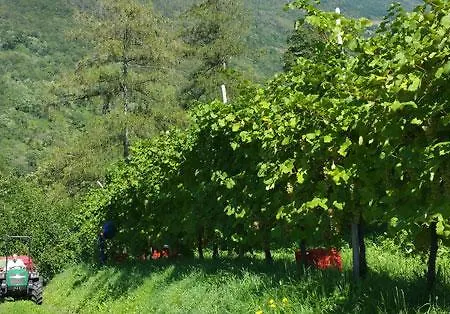 Le Zitelle Di Ron