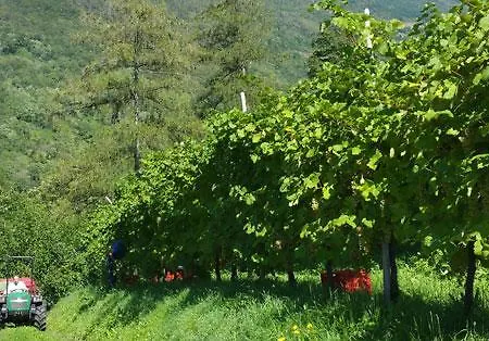 Le Zitelle Di Ron